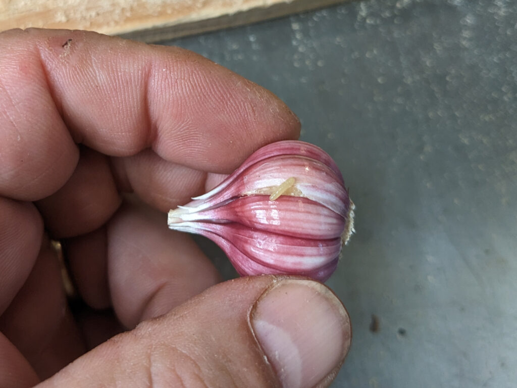 allium leafminer maggot (Phytomyza gymnostoma) in garlic