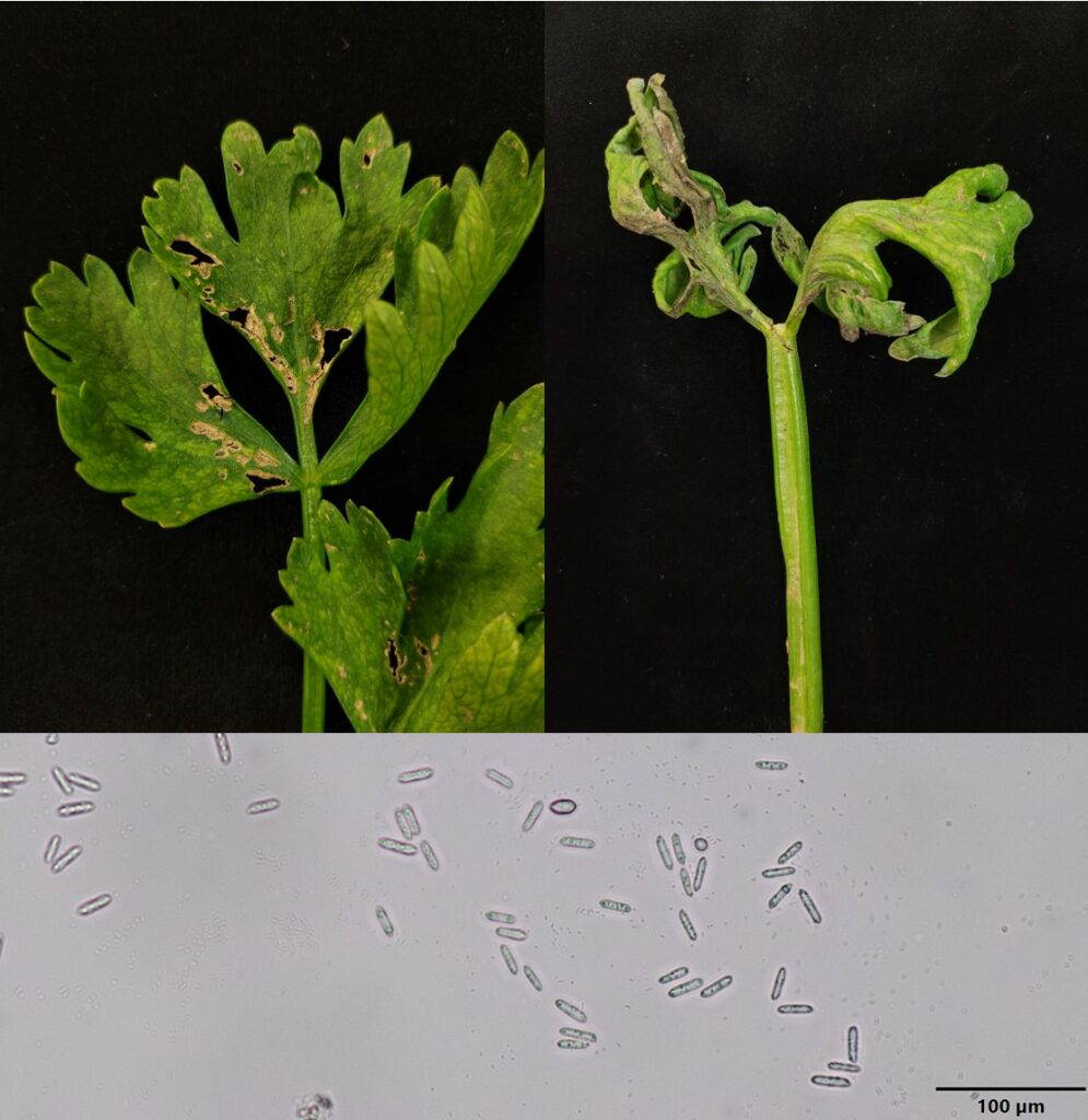 anthracnose (Colletotrichum sp.) on celery (Apium graveolens dulce)