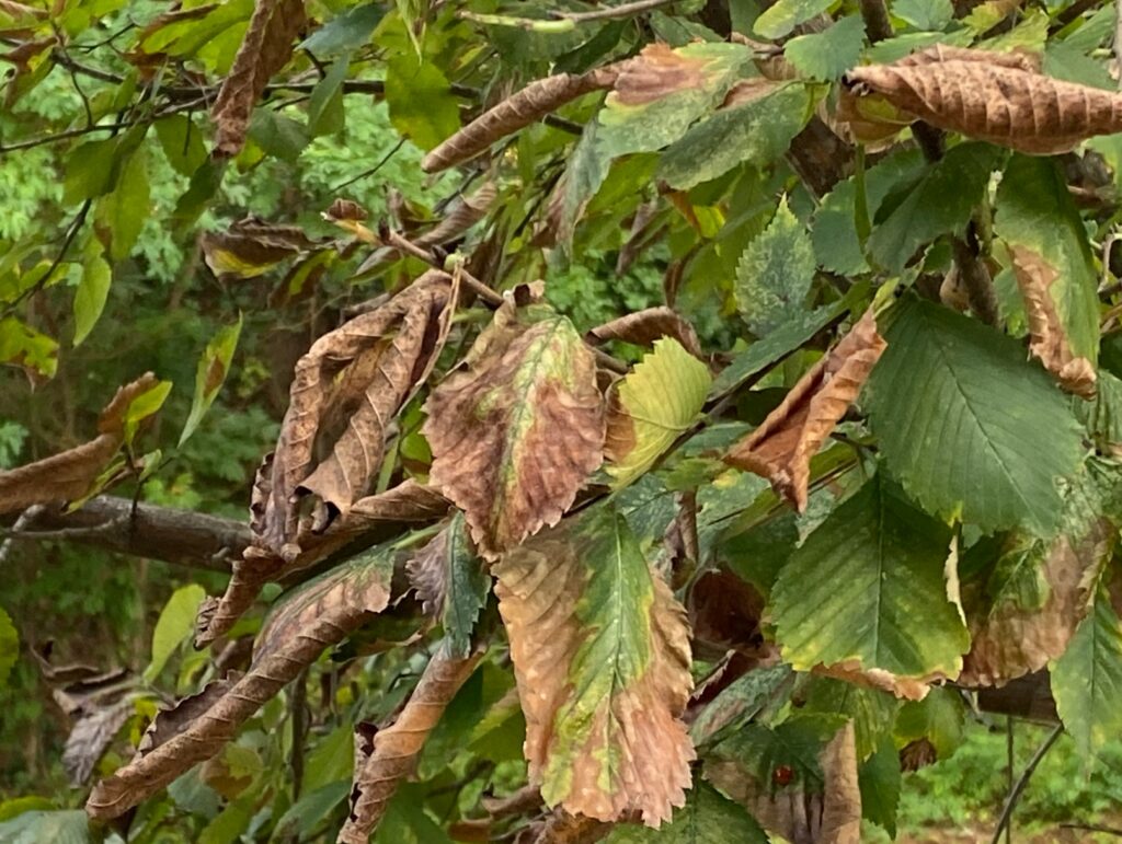 bacterial leaf scorch (Xylella fastidiosa) on elm (Ulmus spp.)