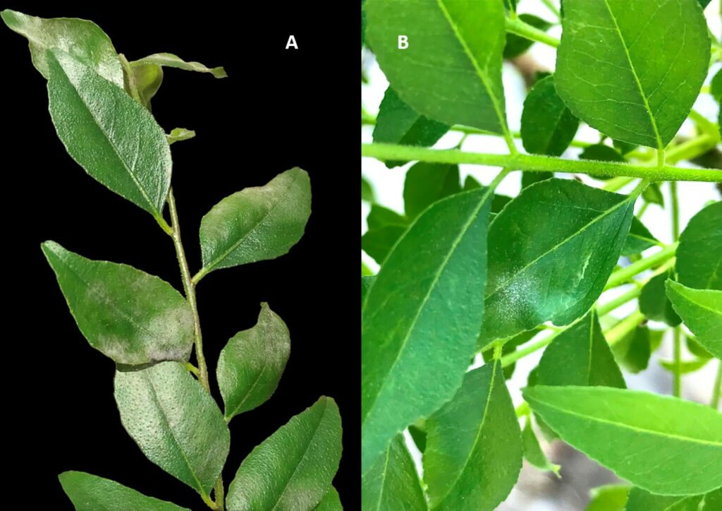 powdery mildew (Erysiphe diffusa) on curry leaf tree (Bergera koenigii)