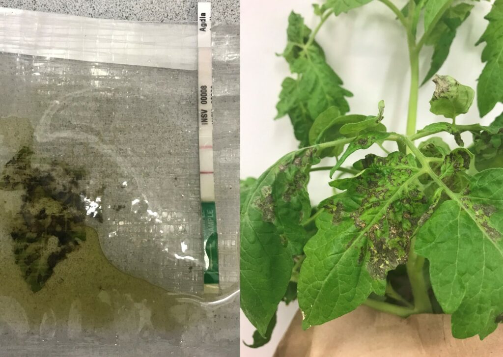 Impatiens necrotic spot virus (INSV) on tomato (Solanum lycopersicum)
