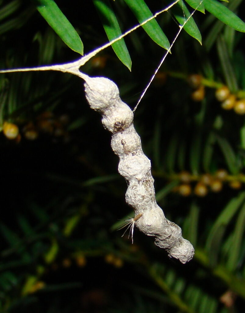 The egg sacs of the basilica orbweaver are stacked, looking like a string of pearls. Photo: Anita Gould (CC)