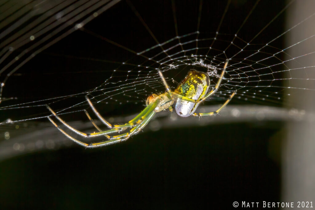 An orchard spider (Leucauge venusta) hanging from its web. Photo: Matt Bertone