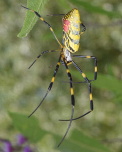 A mature female Joro spider (Trichonephila clavata) showing the bold yellow and blue colors on the abdomen and striped legs. Photo: Christina_Butler (CC)