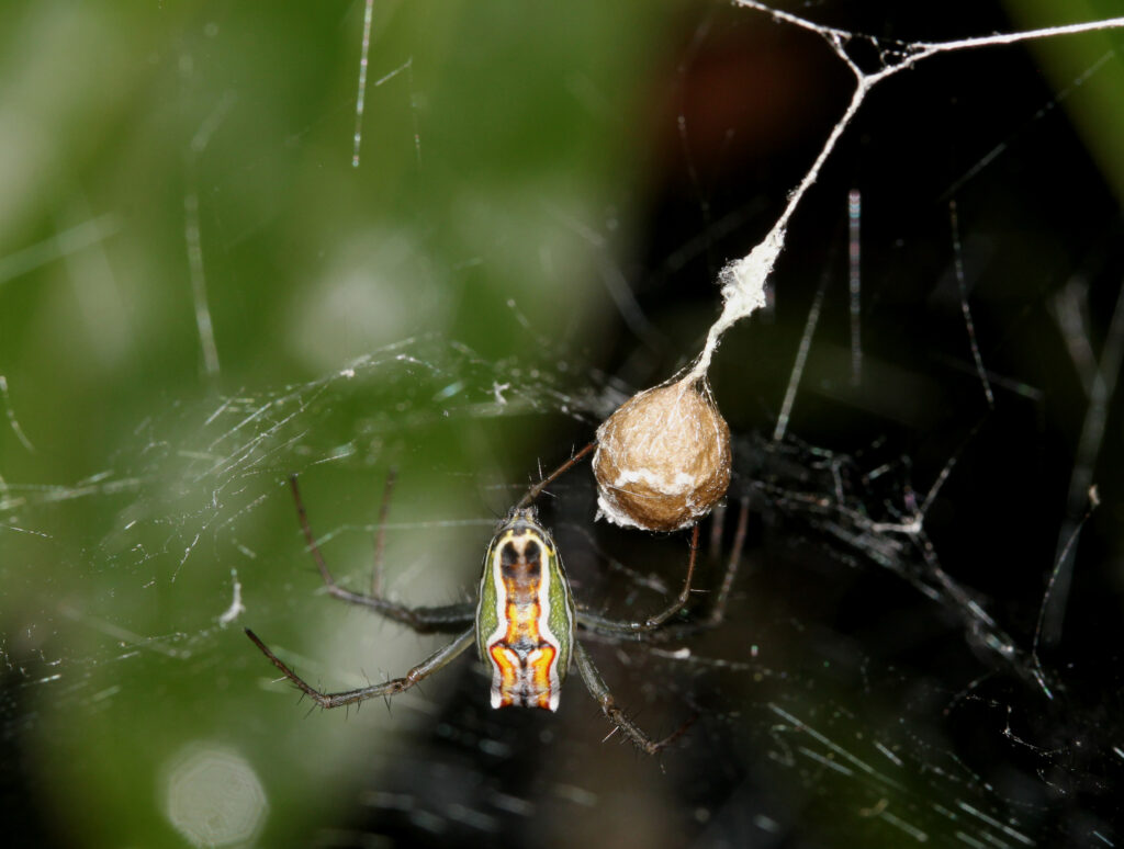 A basilica orbweaver spider (Mecynogea lemniscata) showing the green, yellow and red abdomen color and an egg sac. Photo: David Hill (CC)