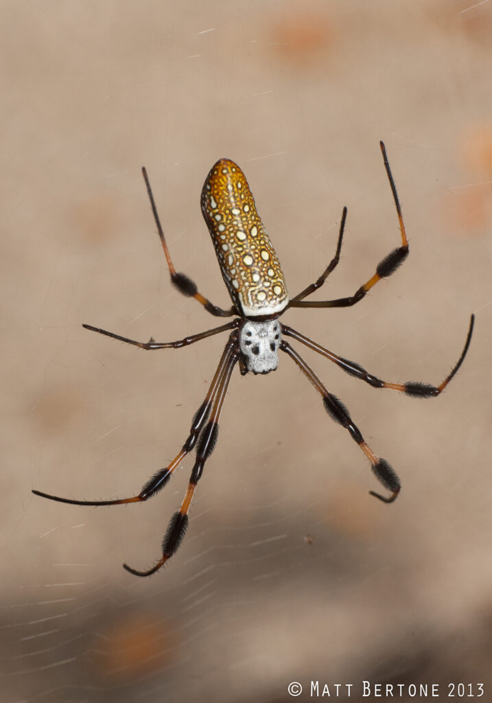 A female golden silk spider (Trichonephila clavipes), showing its orange and white spotted abdomen and hair tufts on the legs. Phot: Matt Bertone