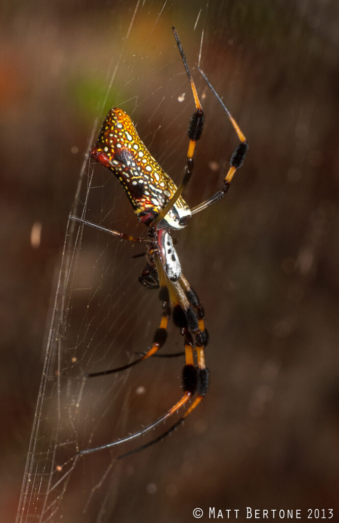 A female golden silk spider (Trichonephila clavipes), showing its orange and white spotted abdomen and hair tufts on the legs. Phot: Matt Bertone