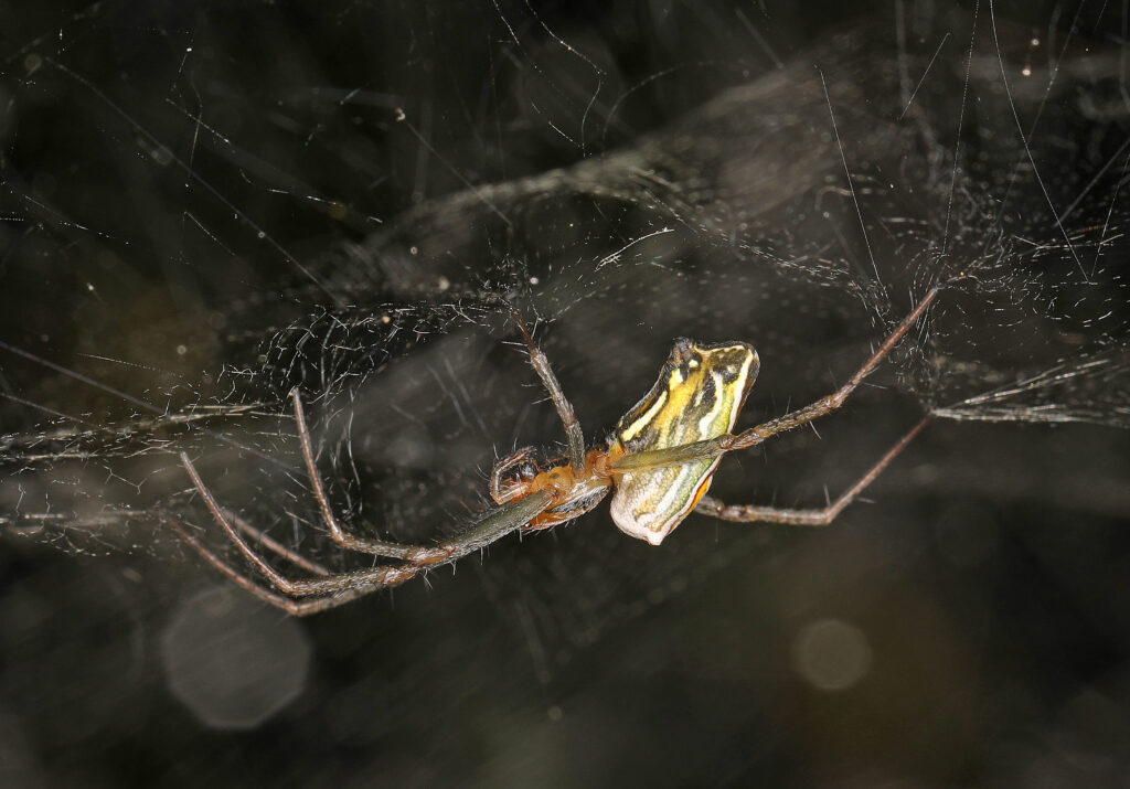 A basilica orbweaver spider (Mecynogea lemniscata) shown hanging under a web, with long spiky legs and a long abdomen. Photo: Judy Gallagher (CC)