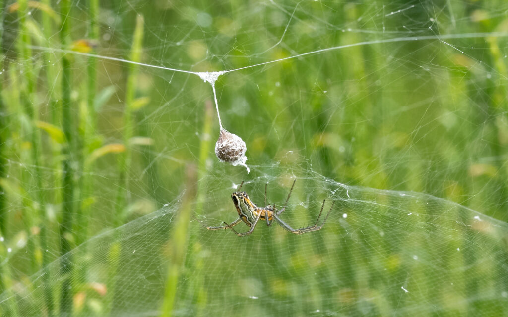  A female basilica orbweaver spider (Mecynogea lemniscata) in a web, with an egg sac above her. Photo: Ken Larsen (CC)