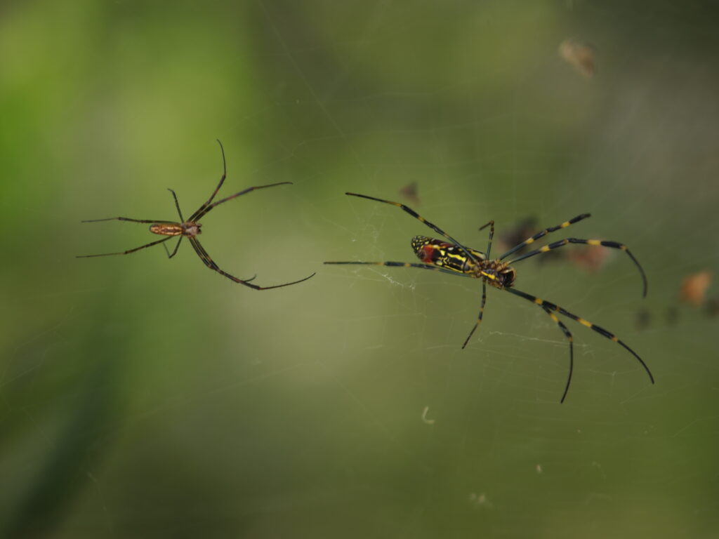 A male Joro spider (above) in the web of a young female Joro spider (below). Photo: Koo Bearhill (CC)