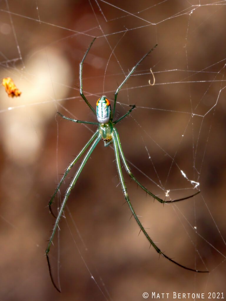 A greenish and pearly colored spider, with long thin legs hangs upside down in a web. 