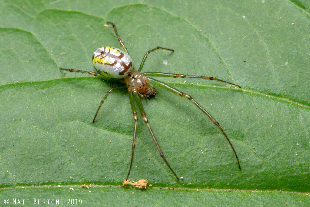 An orchard spider (Leucauge venusta) uncharacteristically outside its web. Photo: Matt Bertone