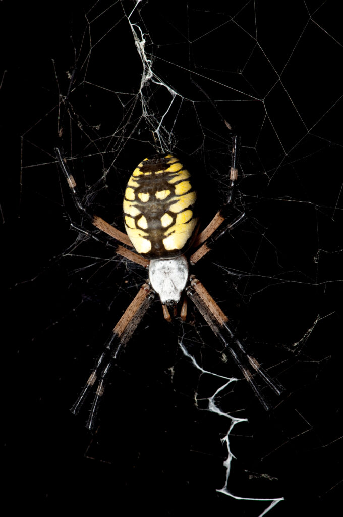 A female black and yellow garden spider (Argiope aurantia) showing the brightly colored black and yellow abdomen and silvery white head region. Photo: Matt Bertone