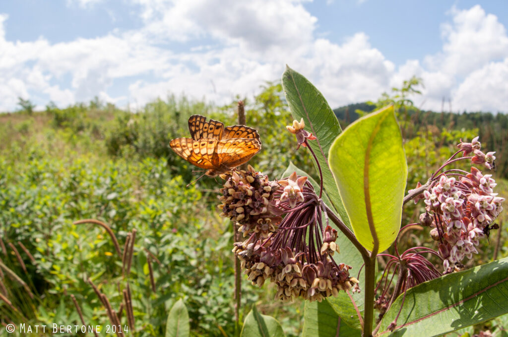 A butterfly on a milkweed flower in Avery Co. NC