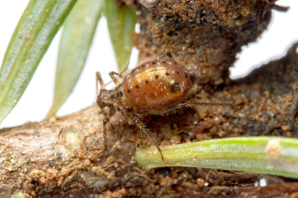 a large brown aphid among Christmas tree needles