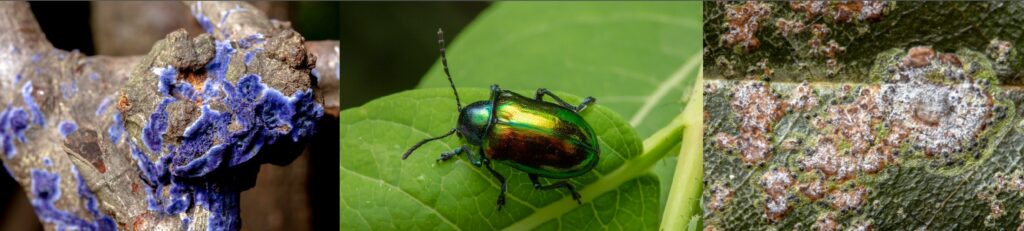 A banner showing three images. First is a brilliant blue fungus on a dead branch, second is an iridescent beetle on a leaf, and third shows lichenized algal leaf spots on a magnolia leaf.