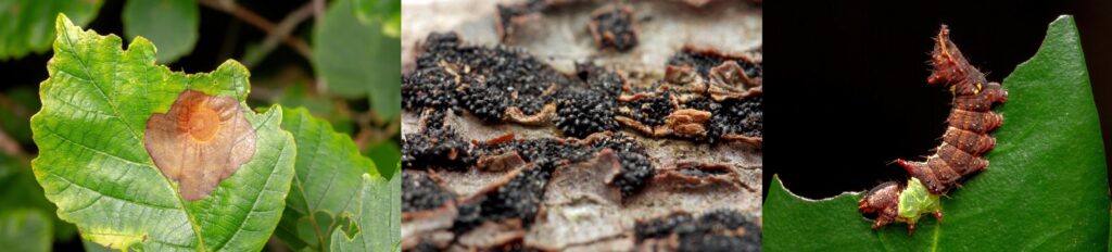 A banner showing three images. First is a brown leaf spot on a plant, second is a black fungus sprouting out of bark, and third shows a unicorn caterpillar feeding on a leaf